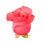 LOVE ROSE